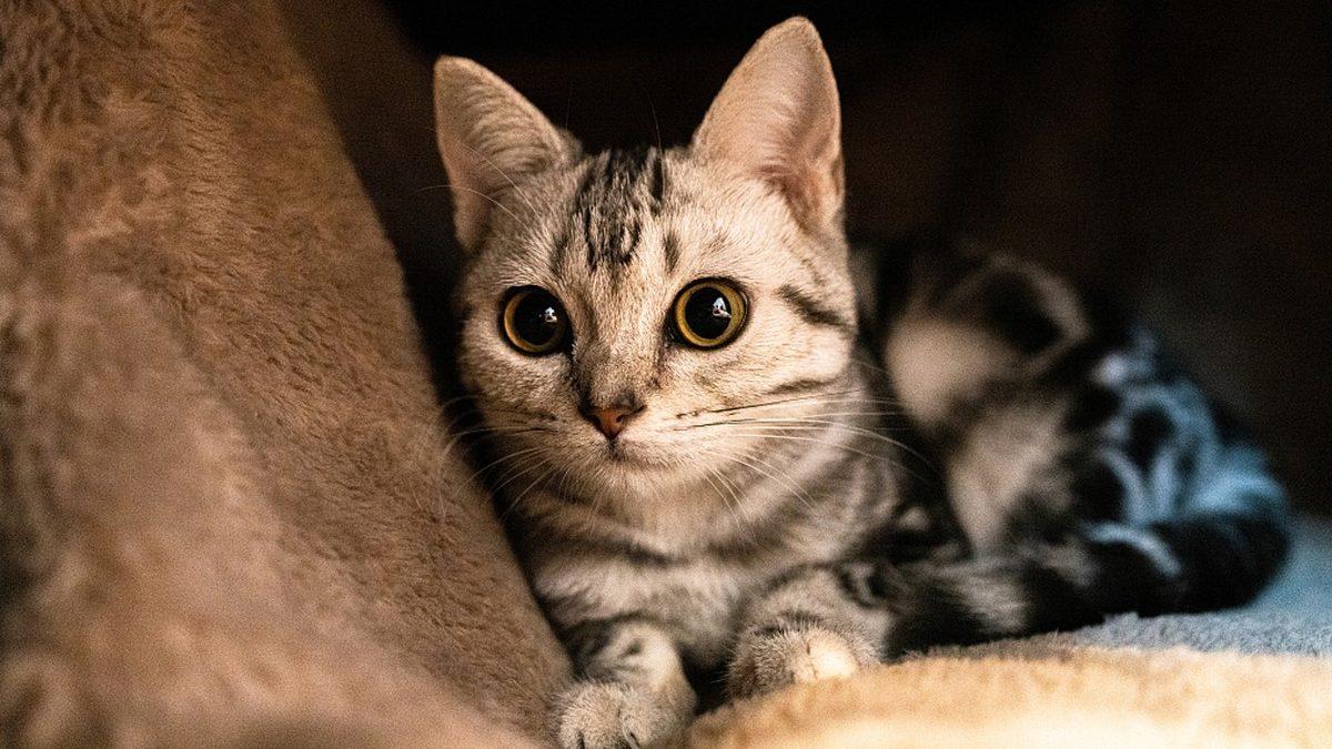 Sevimli Dostlarımız Kediler Hakkında Muhtemelen Bilmediğiniz 15 İlginç Bilgi