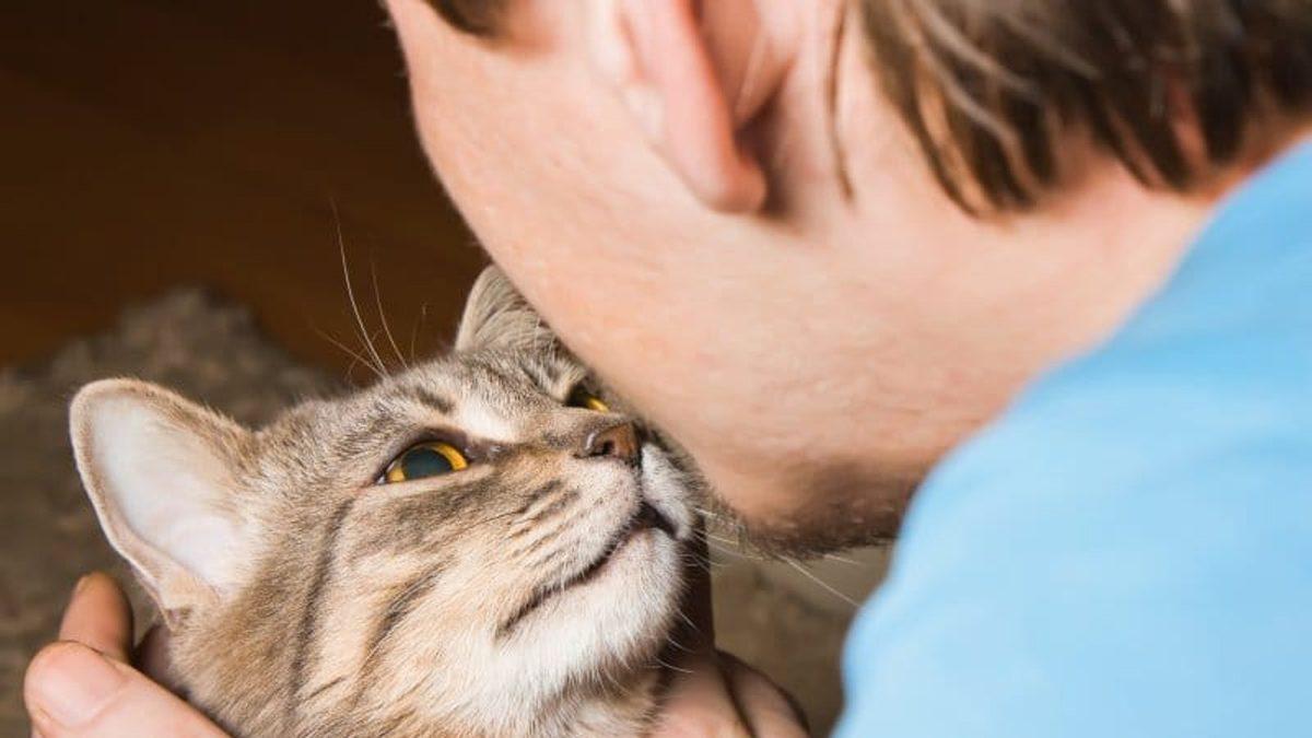 Sevimli Dostlarımız Kediler Hakkında Muhtemelen Bilmediğiniz 15 İlginç Bilgi