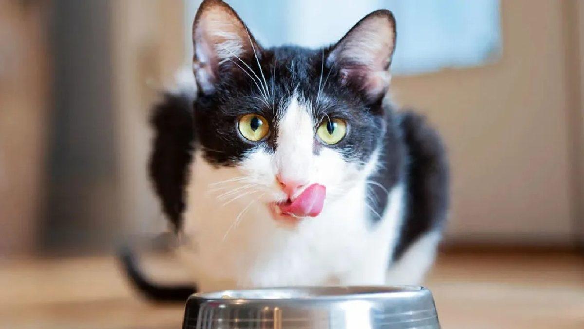 Sevimli Dostlarımız Kediler Hakkında Muhtemelen Bilmediğiniz 15 İlginç Bilgi