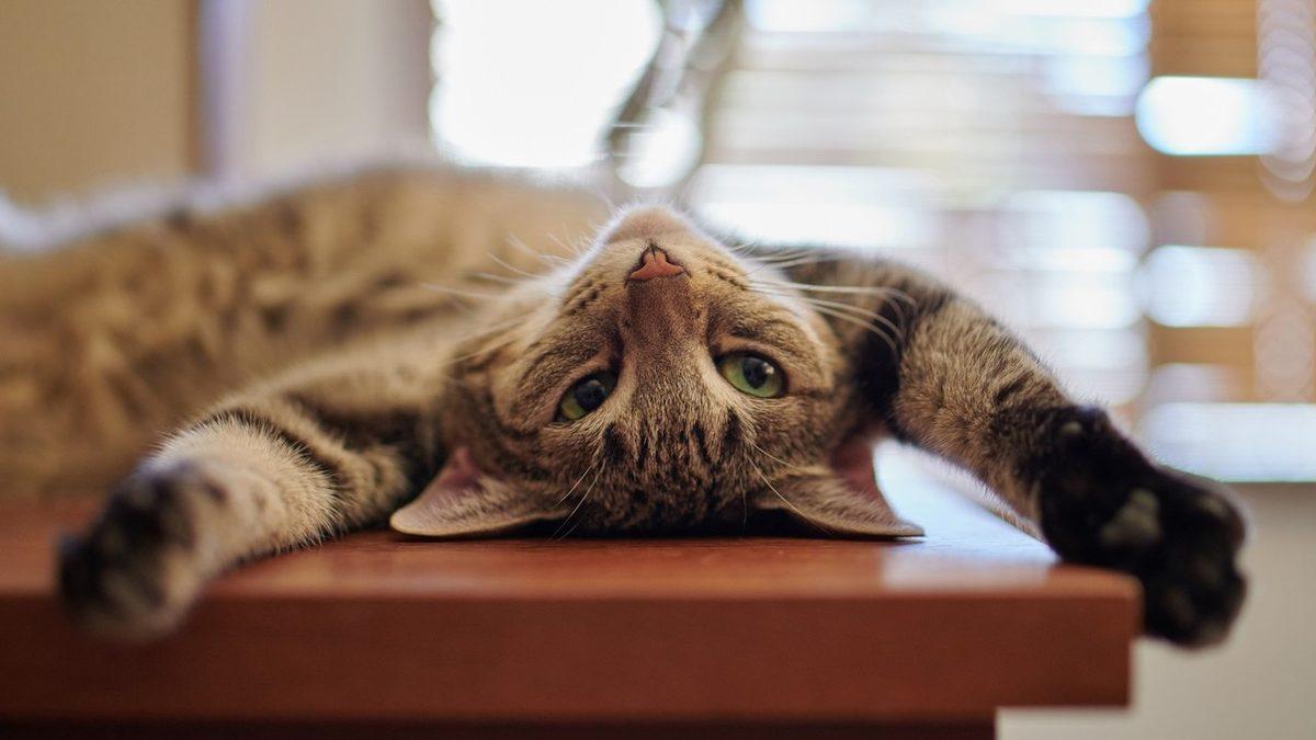 Sevimli Dostlarımız Kediler Hakkında Muhtemelen Bilmediğiniz 15 İlginç Bilgi