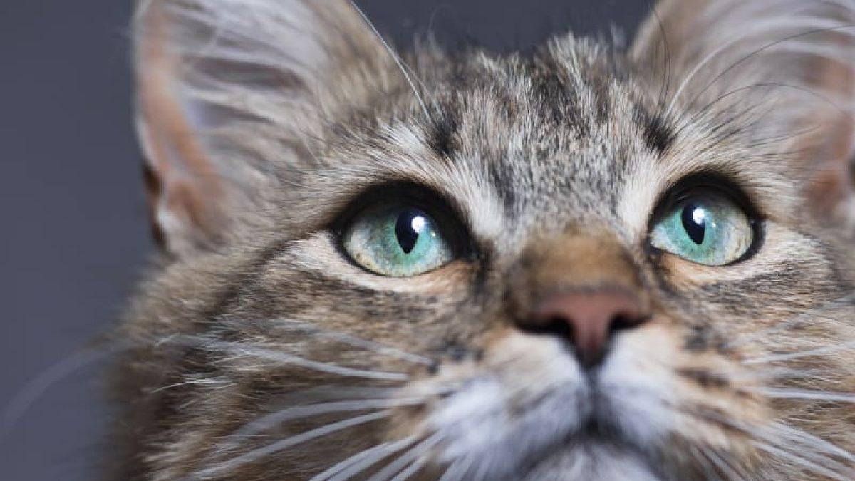 Sevimli Dostlarımız Kediler Hakkında Muhtemelen Bilmediğiniz 15 İlginç Bilgi