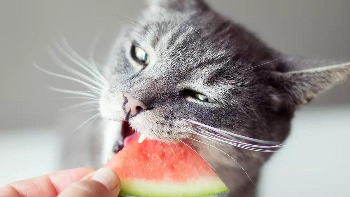 Sevimli Dostlarımız Kediler Hakkında Muhtemelen Bilmediğiniz 15 İlginç Bilgi