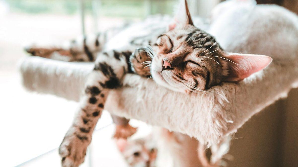 Sevimli Dostlarımız Kediler Hakkında Muhtemelen Bilmediğiniz 15 İlginç Bilgi