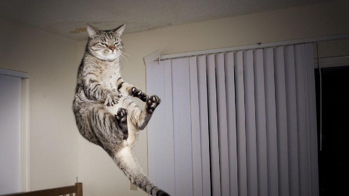 Sevimli Dostlarımız Kediler Hakkında Muhtemelen Bilmediğiniz 15 İlginç Bilgi