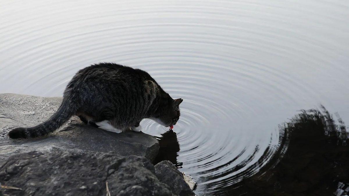 Sevimli Dostlarımız Kediler Hakkında Muhtemelen Bilmediğiniz 15 İlginç Bilgi