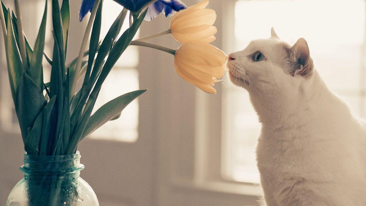 Sevimli Dostlarımız Kediler Hakkında Muhtemelen Bilmediğiniz 15 İlginç Bilgi