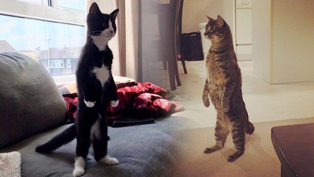 Sevimli Dostlarımız Kediler Hakkında Muhtemelen Bilmediğiniz 15 İlginç Bilgi