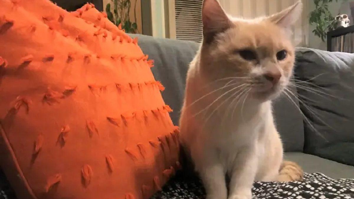 Sevimli Dostlarımız Kediler Hakkında Muhtemelen Bilmediğiniz 15 İlginç Bilgi