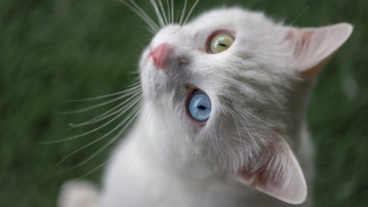 Sevimli Dostlarımız Kediler Hakkında Muhtemelen Bilmediğiniz 15 İlginç Bilgi