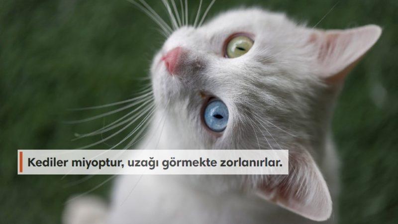 Sevimli Dostlarımız Kediler Hakkında Muhtemelen Bilmediğiniz 15 İlginç Bilgi