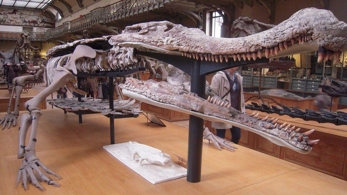 Timsahların Neden Çok Yavaş Evrim Geçirdiklerine Dair Araştırmanın Sonuçları Paylaşıldı