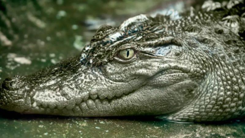 Timsahların Neden Çok Yavaş Evrim Geçirdiklerine Dair Araştırmanın Sonuçları Paylaşıldı