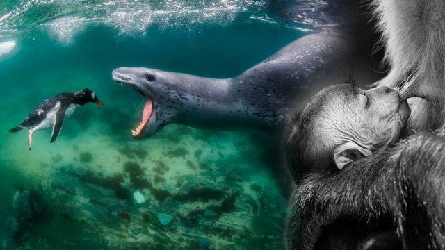 19 Nefes Kesici Fotoğrafla Doğada Yaşam: Dünyanın En İyilerinin Seçildiği ’World Nature Photography Awards’ Sahiplerini Buldu