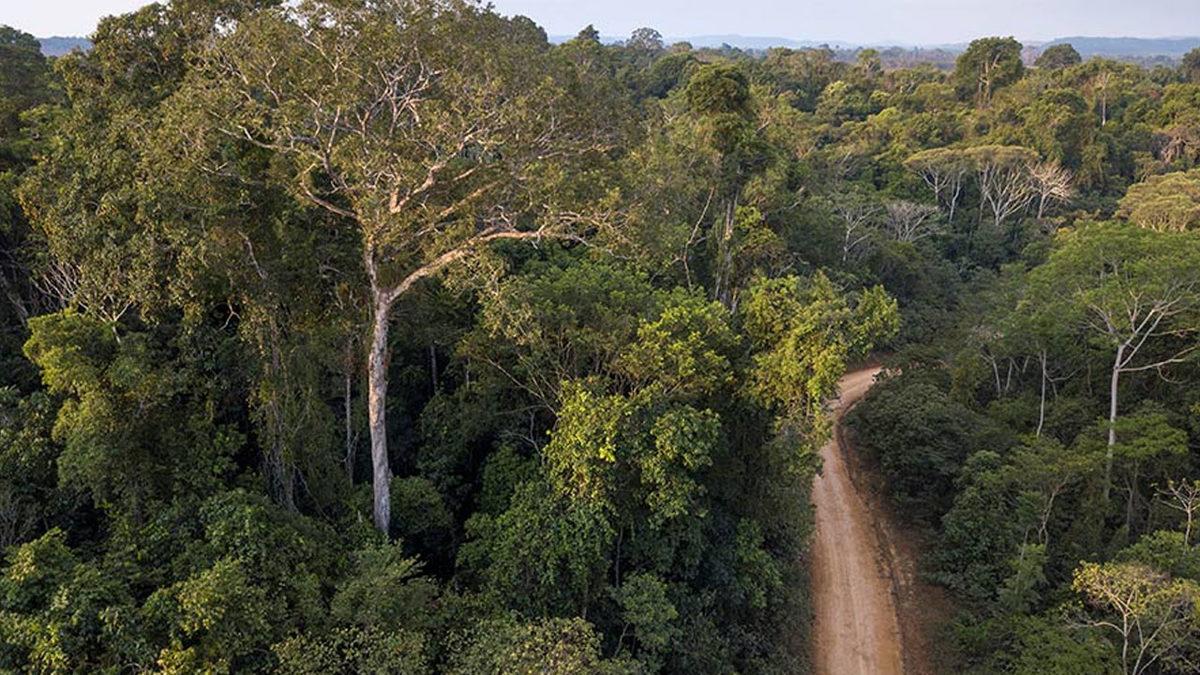 Amazon Ormanlarını Tehdit Eden Yasa Dışı Yollar Algoritmayla Tespit Edilecek
