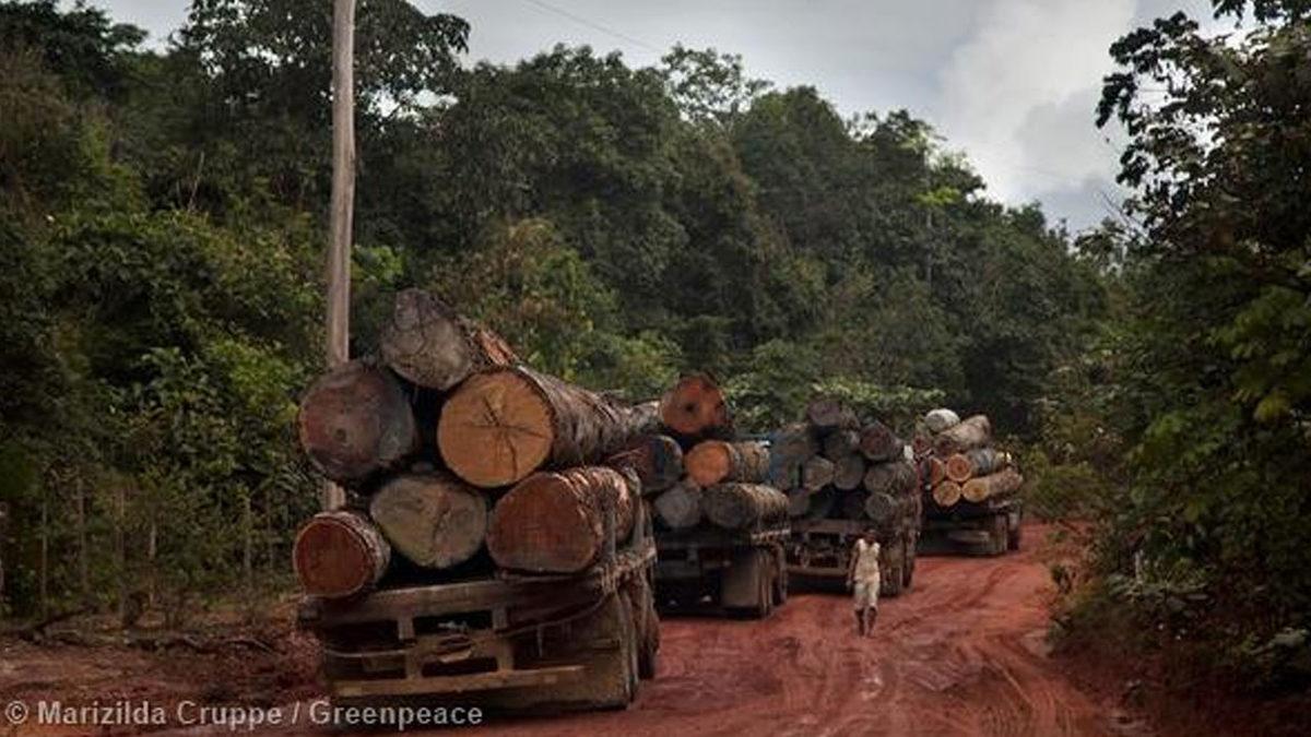 Amazon Ormanlarını Tehdit Eden Yasa Dışı Yollar Algoritmayla Tespit Edilecek