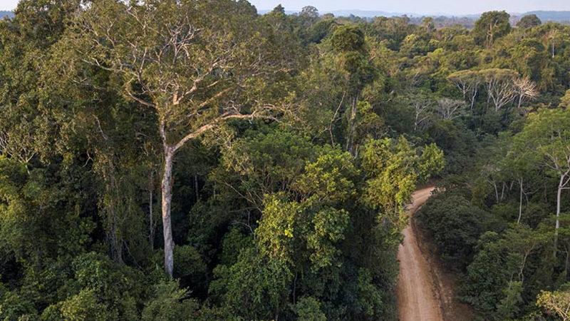 Amazon Ormanlarını Tehdit Eden Yasa Dışı Yollar Algoritmayla Tespit Edilecek