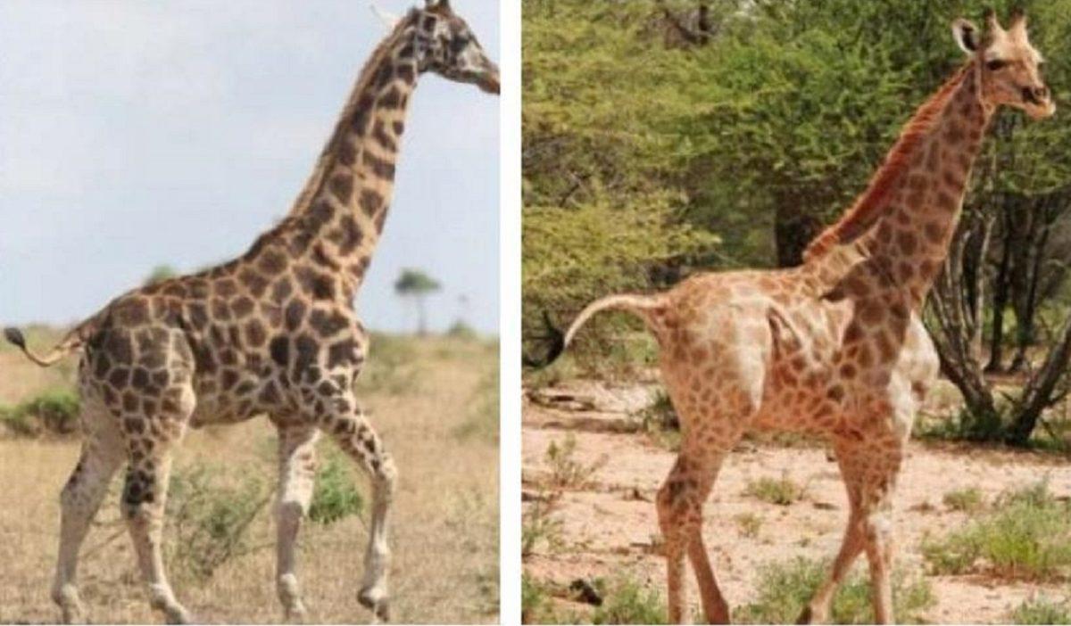 Bilim İnsanları İlk Kez Cüce Zürafa Gözlemledi