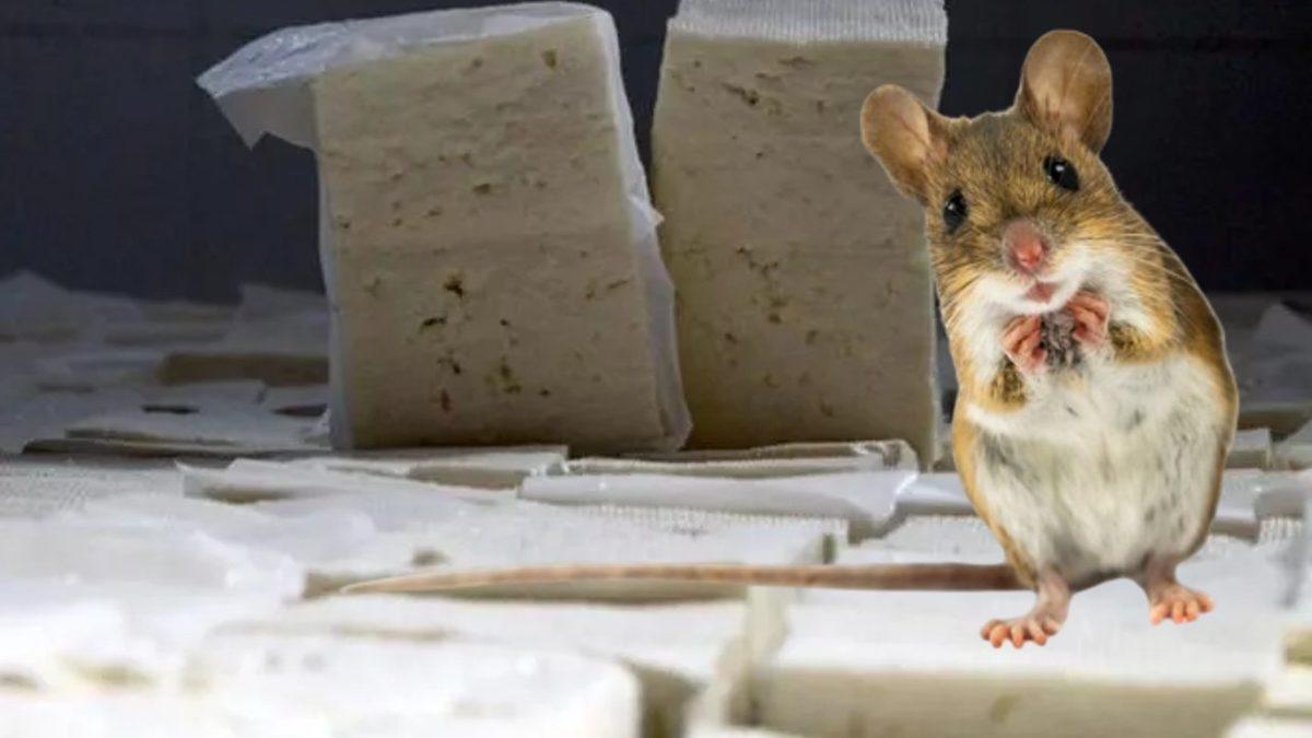 Farelerin Gördükleri Nesneleri Bizim Gibi Algılayabildiği ve 3 Boyutlu Nesneleri Ayırt Edebildiği Ortaya Çıktı