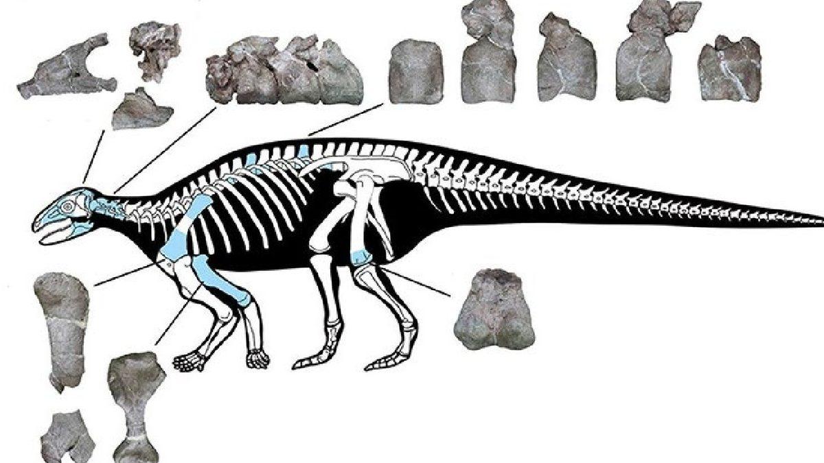 Çin’de Yeni Bir ’Zırhlı Dinozor’ Türüne Ait Fosiller Keşfedildi: Bilinen En Eski Türlerinin Atası Olabilir