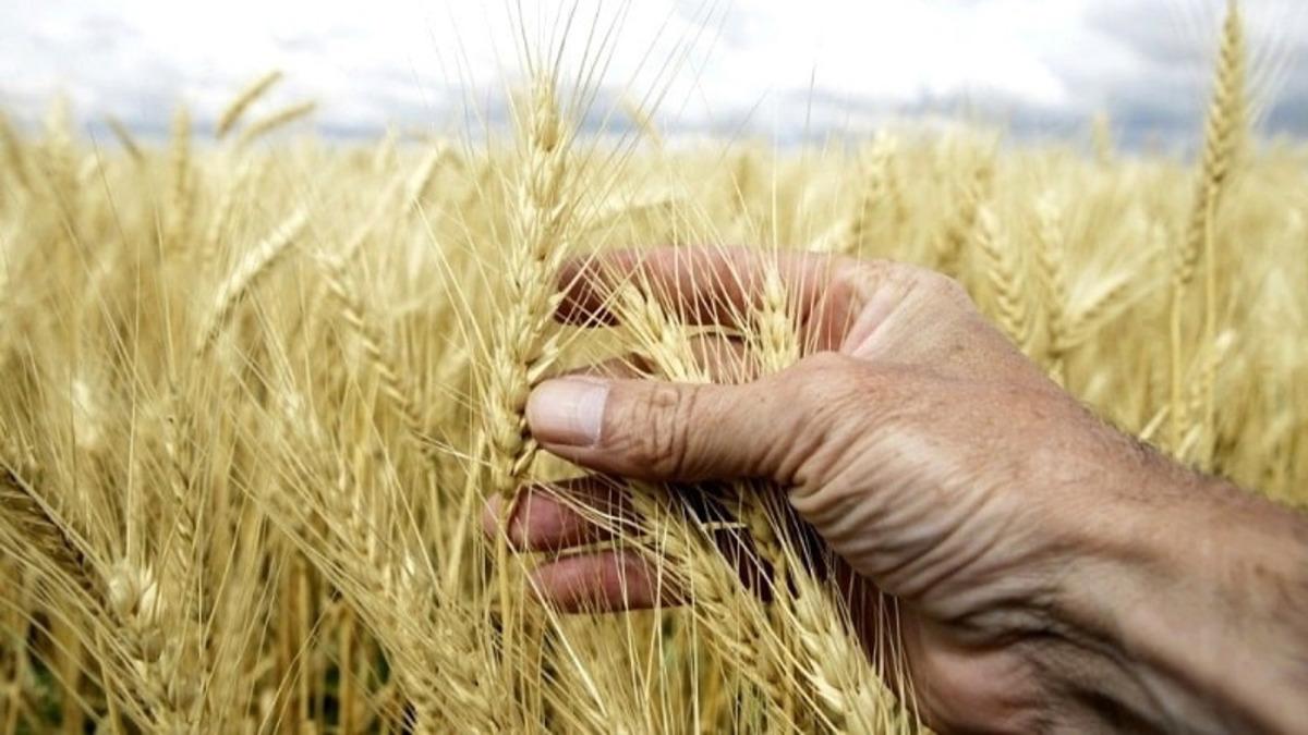 Rusya-Ukrayna Savaşı Yüzünden Küresel Gıda Krizi Geliyor: Gıda Fiyatlarına Yeni Zamlar Kapıda