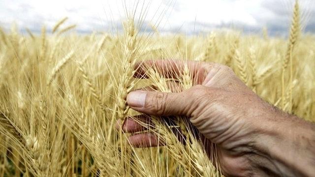 Rusya-Ukrayna Savaşı Yüzünden Küresel Gıda Krizi Geliyor: Gıda Fiyatlarına Yeni Zamlar Kapıda