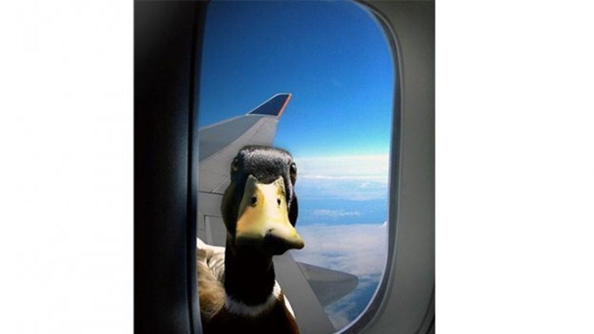 Pringles’ın Patates Cipsi mi Olduğunu Sanıyorsun? Öğrenince 