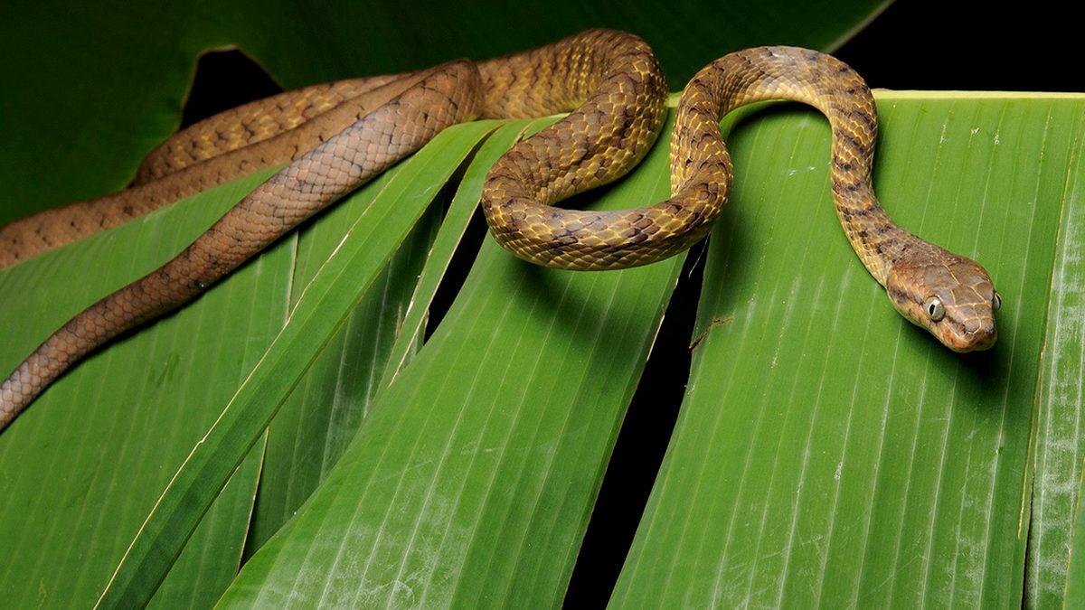 Kahverengi Ağaç Yılanlarının Tırmanmak İçin Kullandığı İlginç Yöntem (Video)
