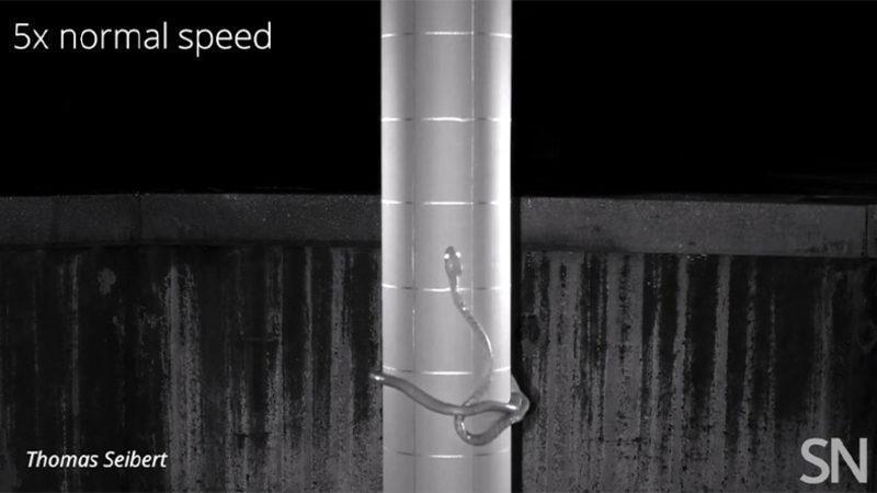 Kahverengi Ağaç Yılanlarının Tırmanmak İçin Kullandığı İlginç Yöntem (Video)