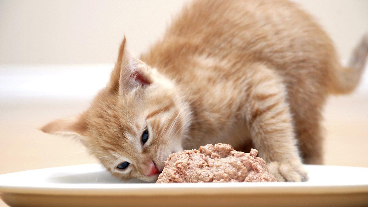 Kedi Sahiplerinin En Sık Yaptığı 25 Hata