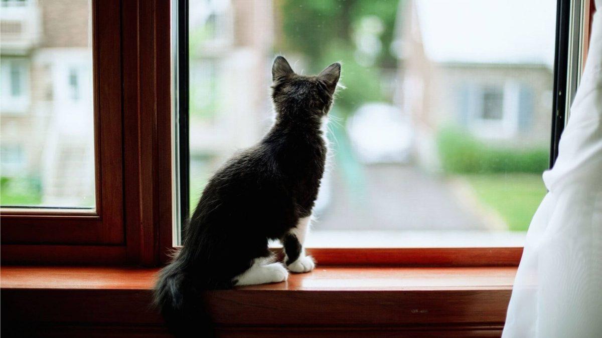 Kedi Sahiplerinin En Sık Yaptığı 25 Hata