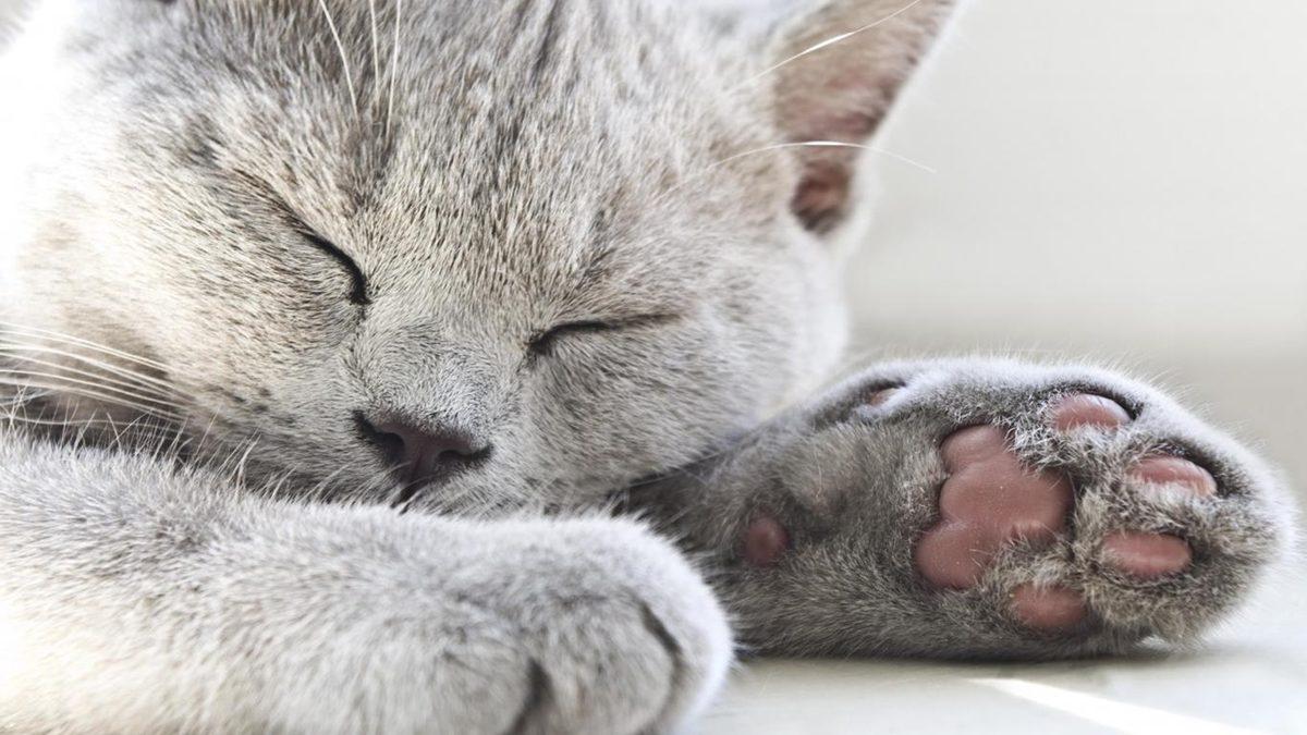 Kedi Sahiplerinin En Sık Yaptığı 25 Hata