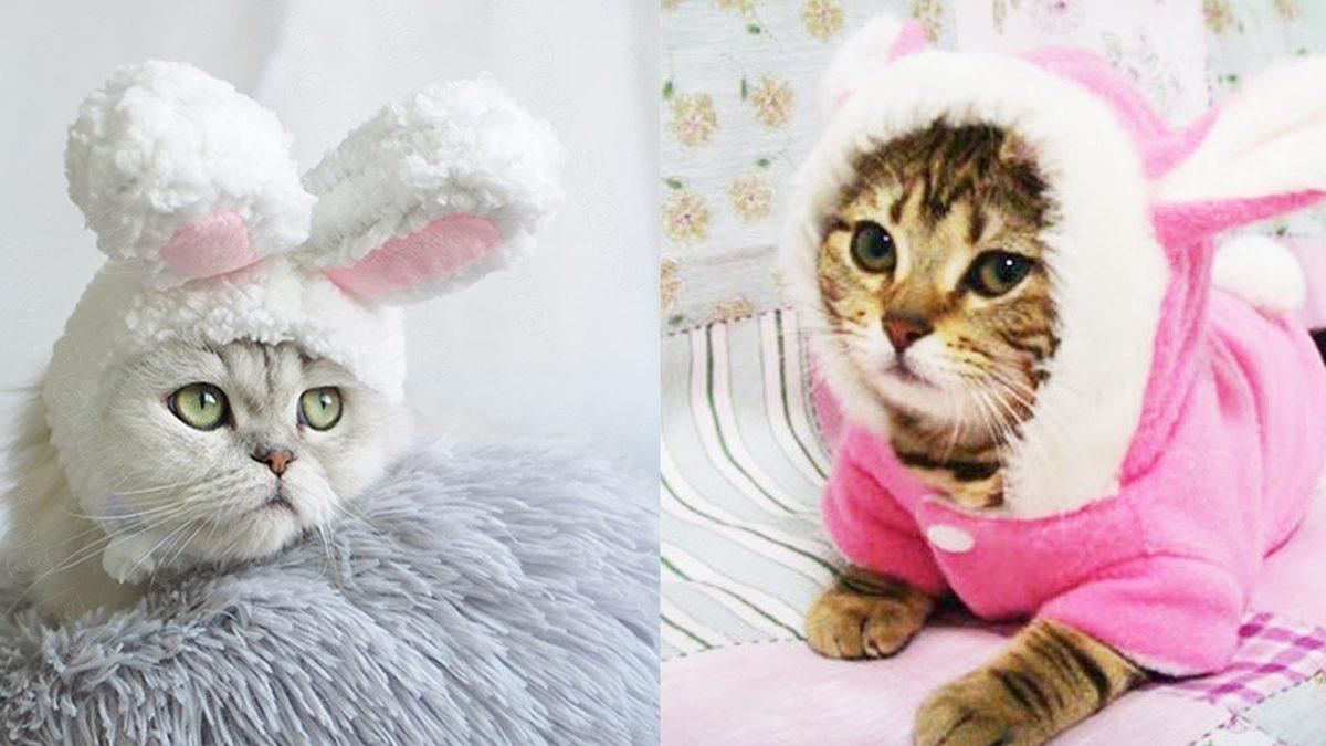 Kedi Sahiplerinin En Sık Yaptığı 25 Hata