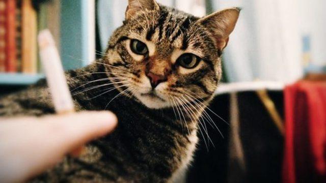 Kedi Sahiplerinin En Sık Yaptığı 25 Hata