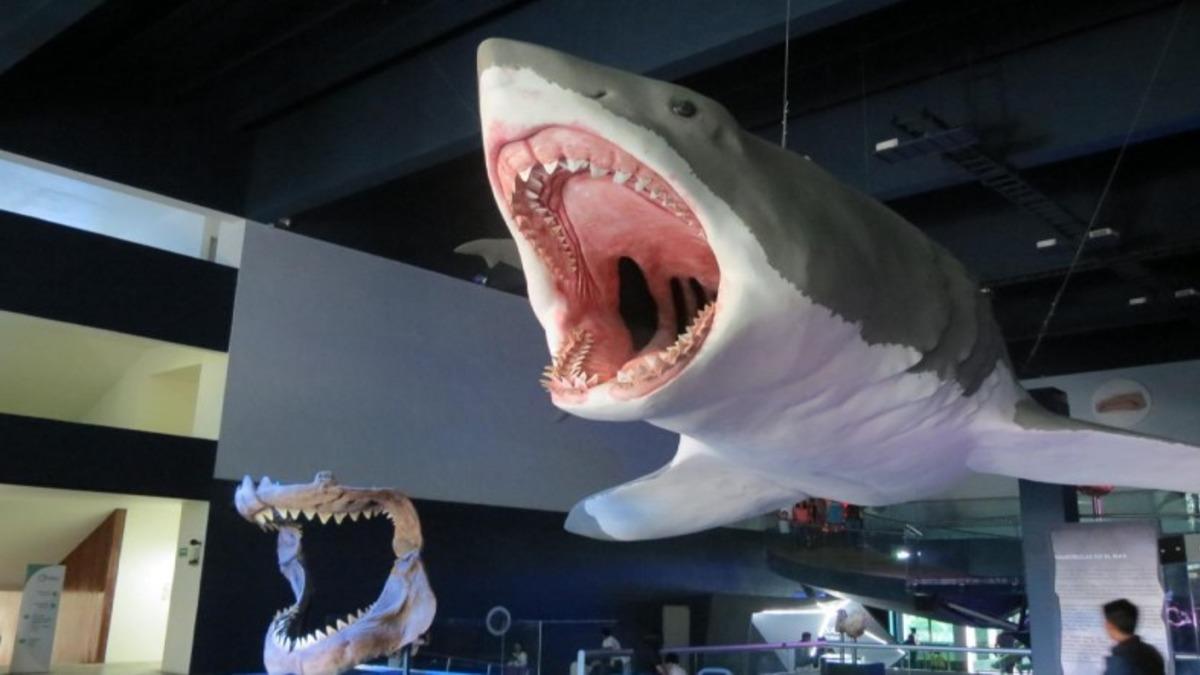 Dev Köpek Balığı Megalodonların Anne Karnındayken Kardeşlerini Yediği Keşfedildi