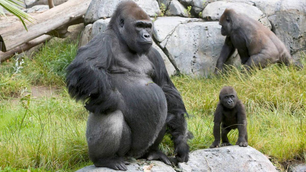 Bitti Diyorsun Yine Bitmiyor: ABD’de 8 Gorilde Koronavirüs Tespit Edildi