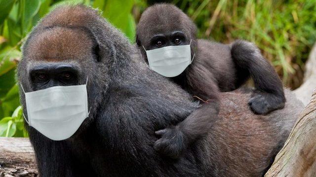 Bitti Diyorsun Yine Bitmiyor: ABD’de 8 Gorilde Koronavirüs Tespit Edildi