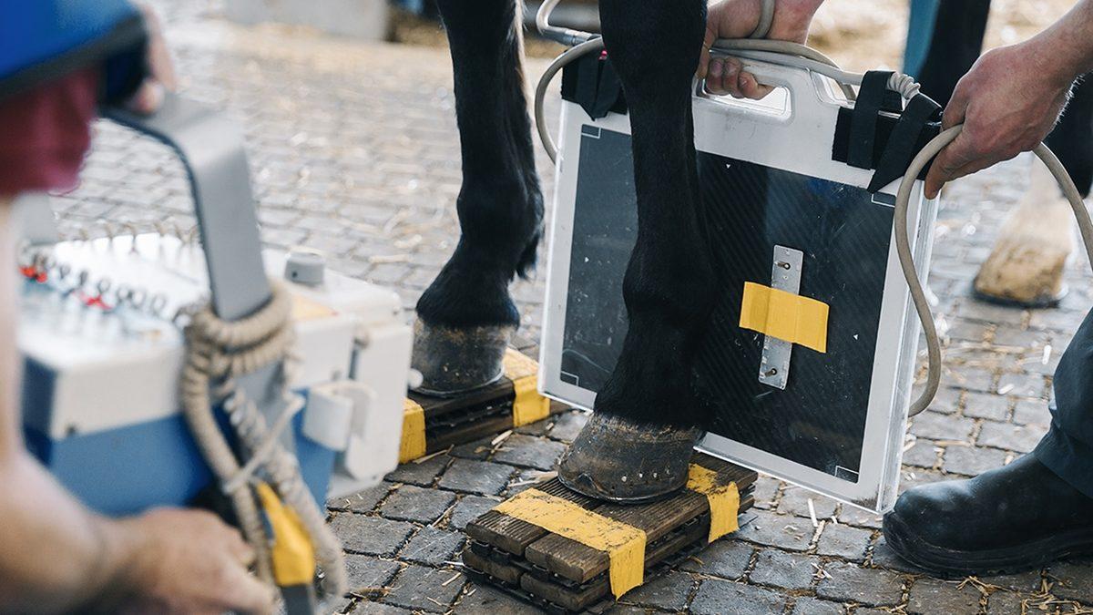 Sakatlanan Atlar Neden Vurulur? Kolaya Kaçmak mı, Yoksa Onların İyiliği İçin mi?