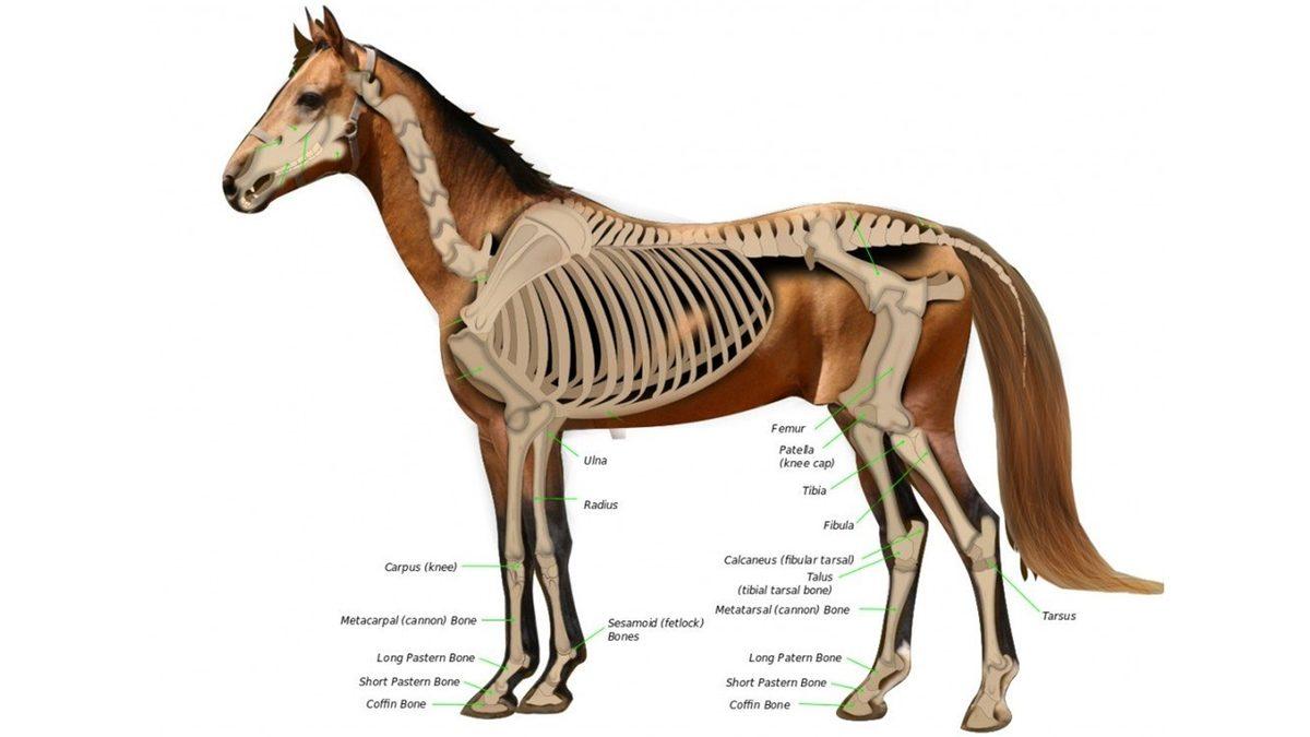 Sakatlanan Atlar Neden Vurulur? Kolaya Kaçmak mı, Yoksa Onların İyiliği İçin mi?