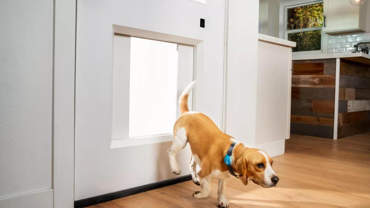Evcil Hayvanların Sahipleri Olmadığında da Eve Girip Çıkmasını Sağlayan "Akıllı" Kapı Tanıtıldı