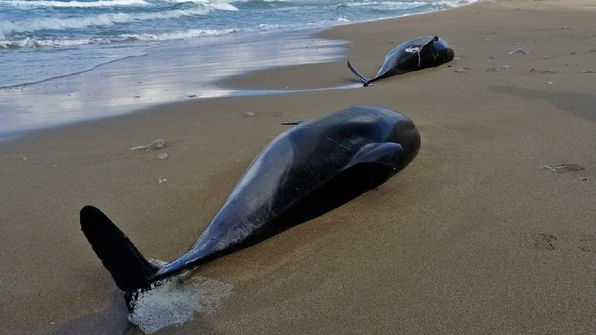 Şubat Ayından Bu Yana 80’den Fazla Yunusun Balıkçı Ağlarına Takılması Sonucu Boğularak Öldüğü Açıklandı