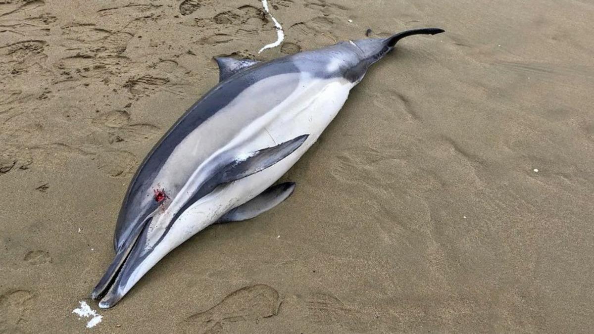 Şubat Ayından Bu Yana 80’den Fazla Yunusun Balıkçı Ağlarına Takılması Sonucu Boğularak Öldüğü Açıklandı