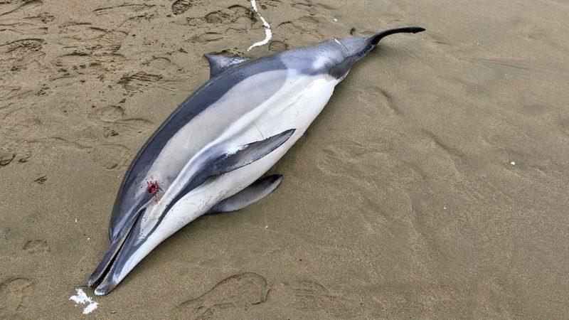 Şubat Ayından Bu Yana 80’den Fazla Yunusun Balıkçı Ağlarına Takılması Sonucu Boğularak Öldüğü Açıklandı