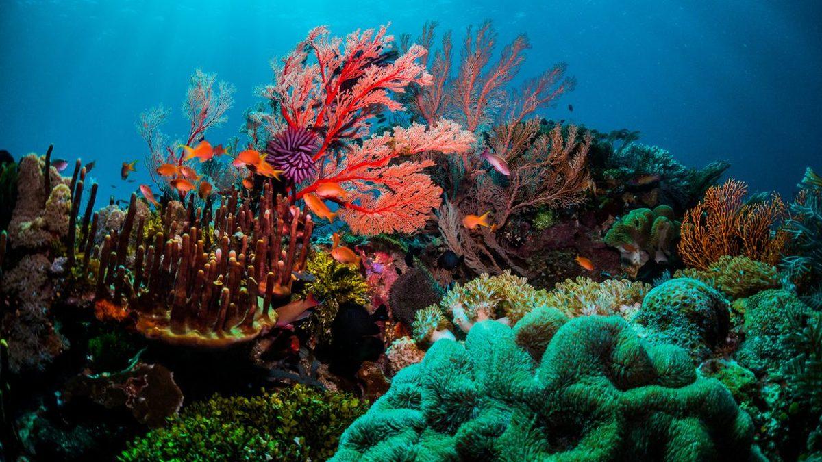 Dünyanın En Büyük Mercan Resifi Yok Olmanın Eşiğinde: Resif ve İçinde Yaşayan Canlılar ’Rengini Kaybediyor’