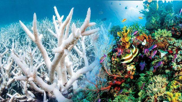 Dünyanın En Büyük Mercan Resifi Yok Olmanın Eşiğinde: Resif ve İçinde Yaşayan Canlılar ’Rengini Kaybediyor’