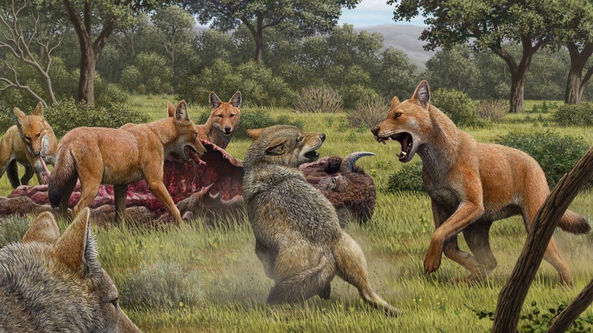 Game of Thrones’taki Korkunç Görünümlü Kurtlarla İlgili Ezber Bozan Bilimsel Araştırma