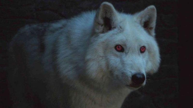 Game of Thrones’taki Korkunç Görünümlü Kurtlarla İlgili Ezber Bozan Bilimsel Araştırma