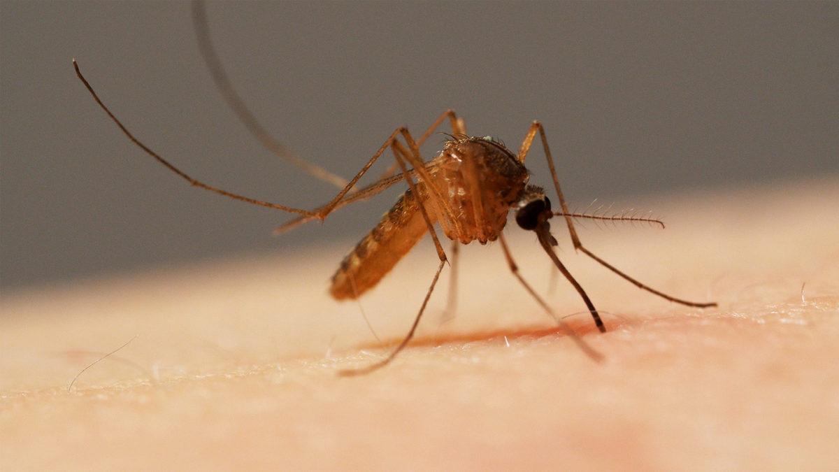 Araştırmacılar, Sivrisineğin Koku Duyusundan Kanser Dedektörü Geliştirdi