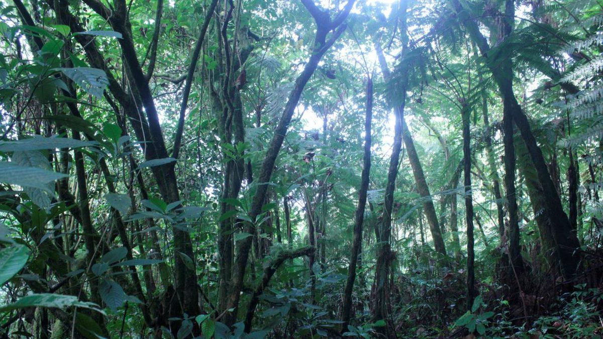 Küresel Isınma Nedeniyle Tropikal Yağmur Kuşağı Doğuda Kuzeye, Batıda Güneye Kayacak