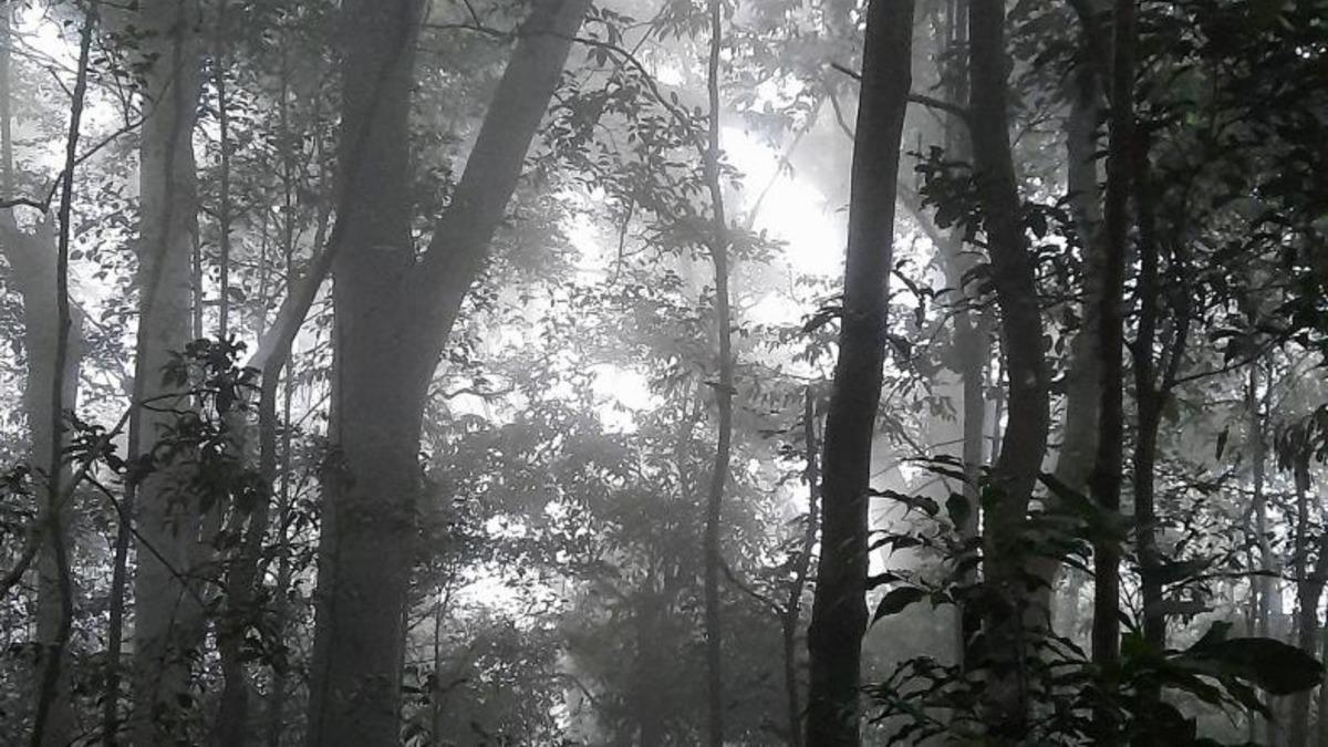 Küresel Isınma Nedeniyle Tropikal Yağmur Kuşağı Doğuda Kuzeye, Batıda Güneye Kayacak