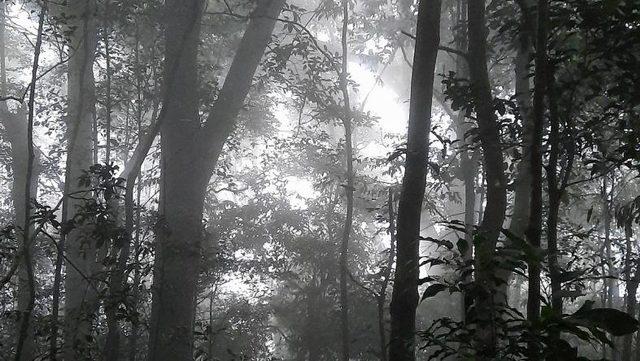 Küresel Isınma Nedeniyle Tropikal Yağmur Kuşağı Doğuda Kuzeye, Batıda Güneye Kayacak